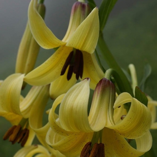 Lilium monodelphum var. armenum  @North-east Turkey